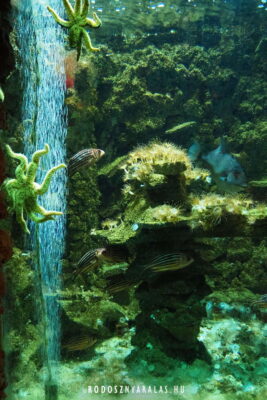 Tengeri akvárium Görögország