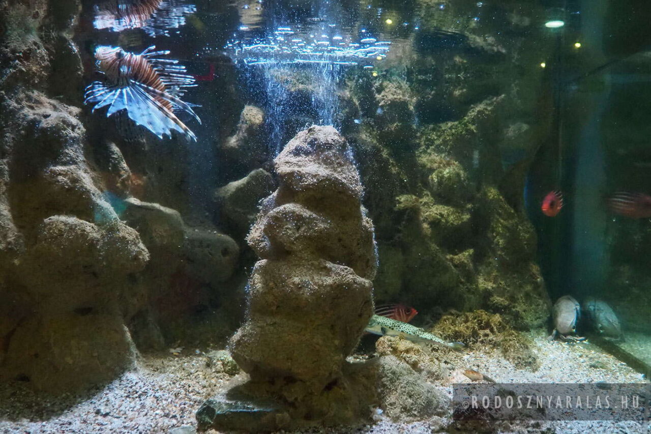 Rhodes Aquarium