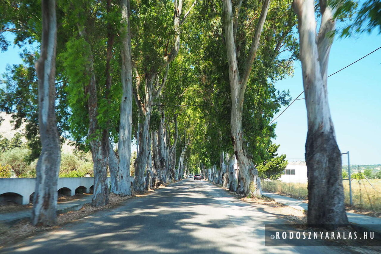 Eukaliptusz út, Kolymbia Rodosz
