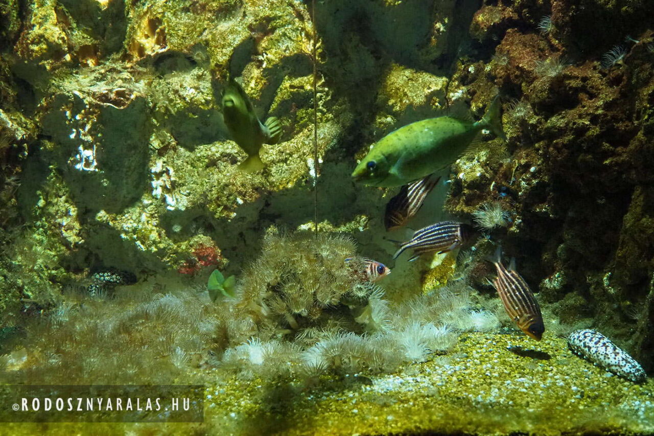 Rodosz tengeri akvárium (Aquarium of Rhodes)